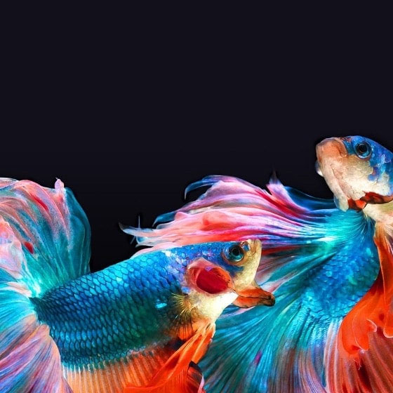 OLED